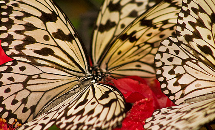 Malaysia Photography