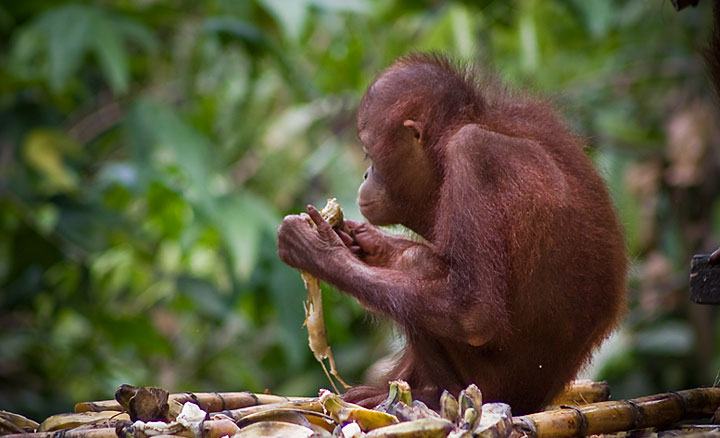 Malaysia Photography