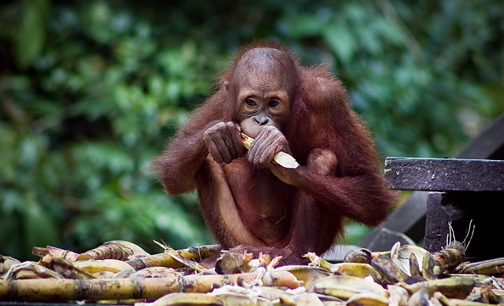 Malaysia Photography